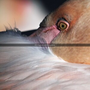 Pale Pink &quot;Flamingo Eye&quot; Fine Art Photograph