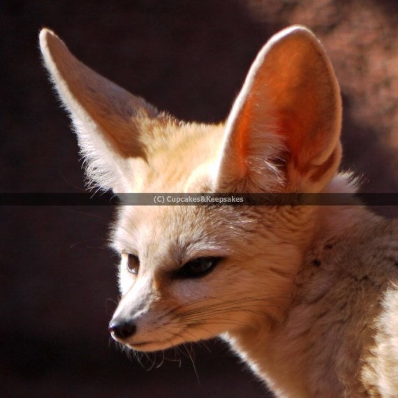 Fox big Ears Fine Art Photograph Etsy