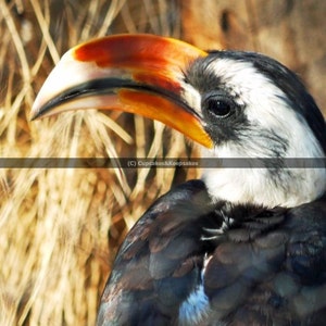 Bird &quot;Big Beak&quot; Fine Art Photograph