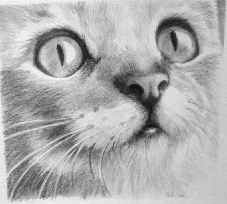 Custom Pet portrait, Personalised drawing, Graphite Hand Draw portraits, Dog picture, Cat ,Horse, A4 size image 2