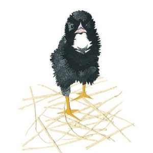 May include: A black chick with yellow feet standing in a nest of straw.