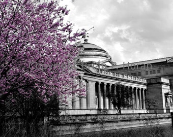 Spring Cherry Blossoms Museum of Science and Industry