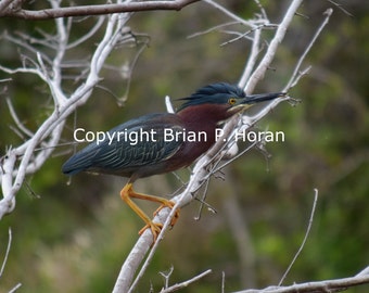 Green Heron