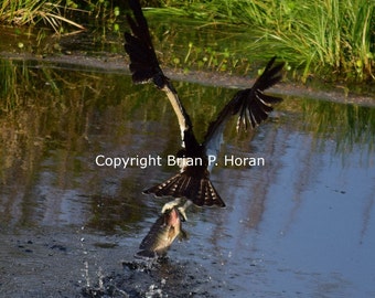 Osprey fishing