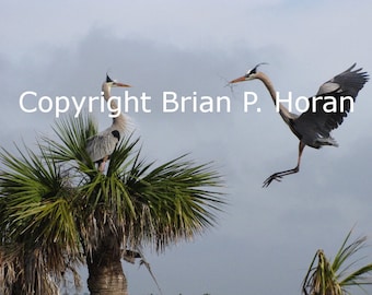 Blue Herons nesting