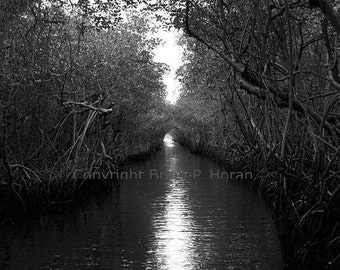 Mangrove Tunnel