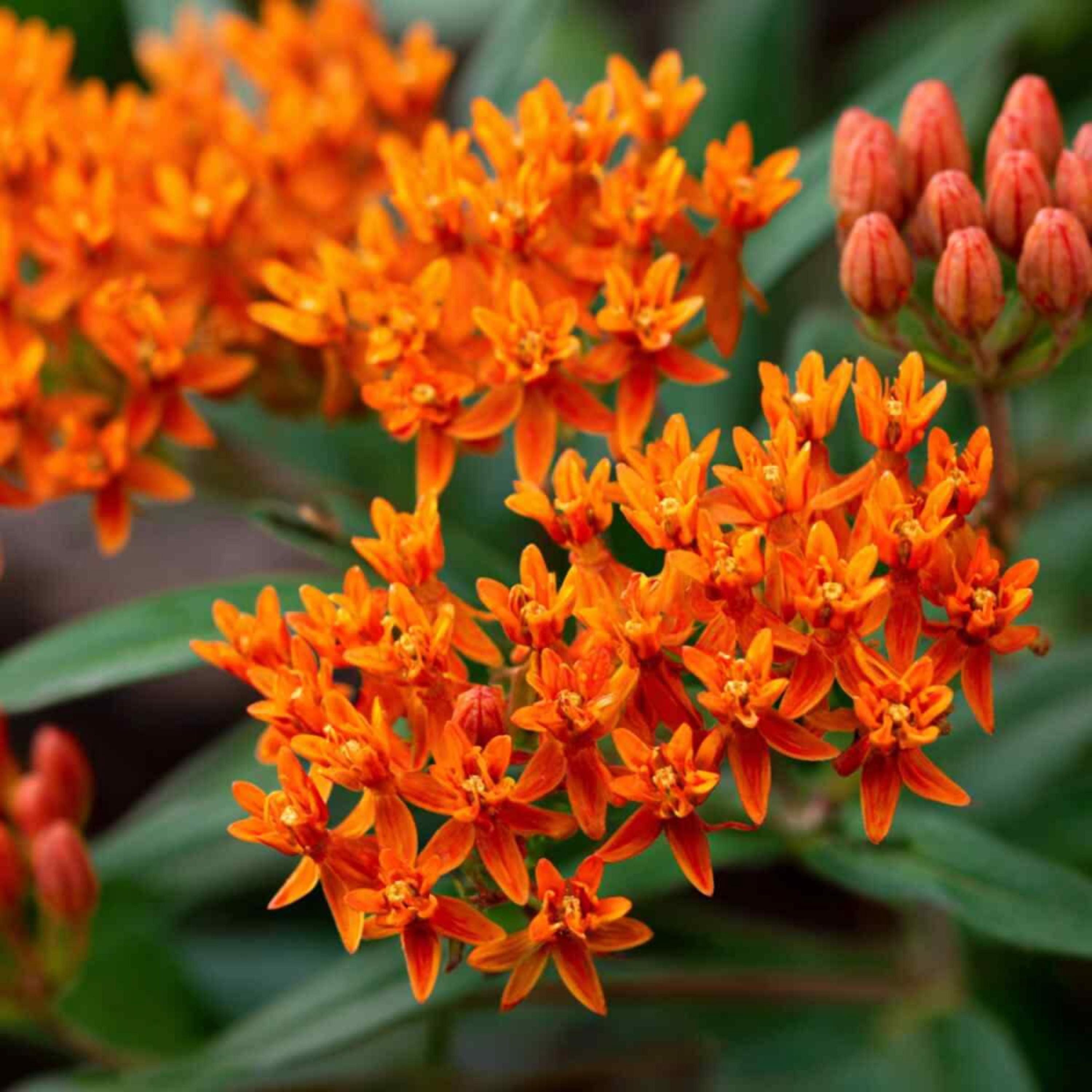 Butterfly Milkweed Seeds Asclepias Tuberosa Perennial Orange Flowers for Garden