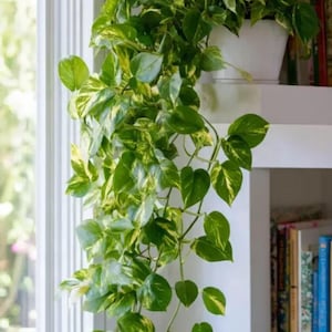 May include: A trailing pothos plant with variegated heart-shaped leaves in shades of dark green and bright yellow. The plant is potted in a simple white container, with long, leafy vines cascading downward from a shelf near a window.