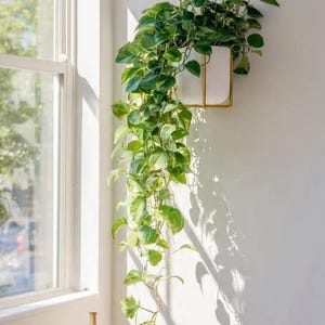 May include: A wall-mounted white planter with a gold metal frame containing a trailing green pothos plant. Below, a gold tray holds a small white ribbed vase and a larger gold metallic vase with a vertical ribbed texture on a surface.