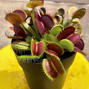 May include: A Venus flytrap plant with multiple hinged, jaw-like leaves featuring deep red interiors and bright green outer edges. Each leaf is lined with thin, sharp, hair-like cilia along the margins, all potted in a simple black plastic container.