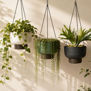 May include: Three hanging planters suspended by black chains. The left planter is white with a trailing pothos plant. The center planter is green with a trailing string of pearls plant. The right planter is black with a staghorn fern plant.