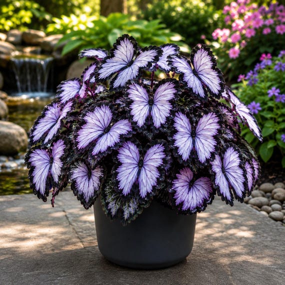 Moonlight Butterfly Seeds, Ornamental Perennial Flower, Exotic Garden Blooms