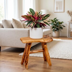 May include: A Stromanthe Triostar plant with variegated green, cream, and pink leaves potted in a smooth white cylindrical ceramic planter, resting on a small, three-legged wooden stool crafted from a natural, light-brown tree branch section.