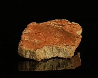 May include: A polished slice of petrified wood featuring a vibrant reddish-brown center with visible grain patterns and a rough, textured outer edge in shades of tan and beige. The specimen displays a flat top surface and a jagged, natural perimeter.