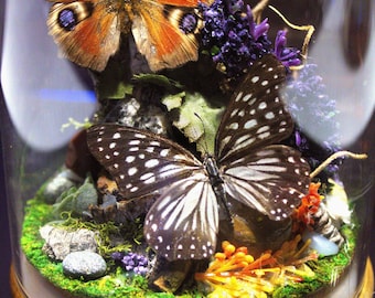 Exhibición de mariposas personalizada hecha a mano