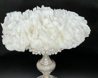 Sea Lettuce Coral Sculpture: Antique Silver Plated Base, Turbo Shells -  Elegant coastal