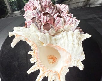 Seashell Bouquet in Antique Silver Tea Caddy: Acorn Barnacles, Pink Murex