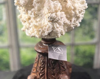 Merulina Star Sea Coral mounted on a architectural  antique wooden fragment. Unique beach coastal design.