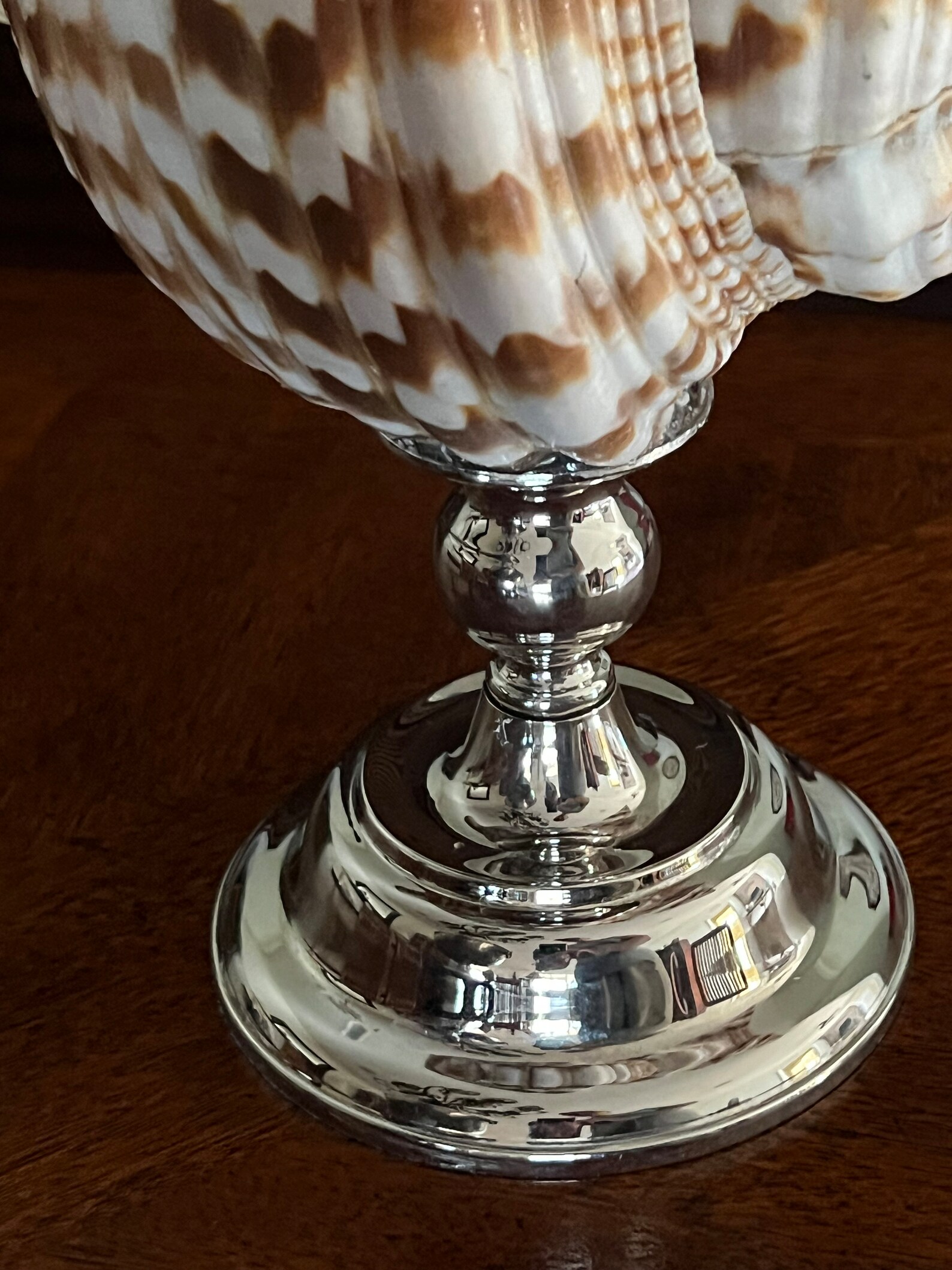 Very Large 12 Inch Triton's Trumpet Shell Beautiful Markings Mounted on ...