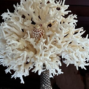Unique Large Birds Nest Coral Centered With a 2 JUNONIA Shell Both