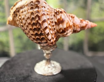 Coastal decor Trumpet Triton Shell paired with a silver plated swirl pattern vintage base