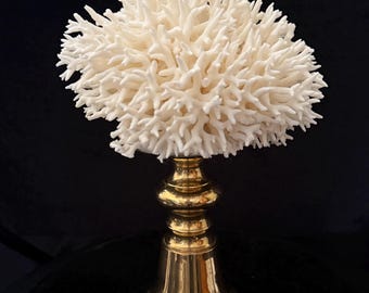 Birds Nest Coral mounted on a tall Brass bell shaped base Coastal decor.