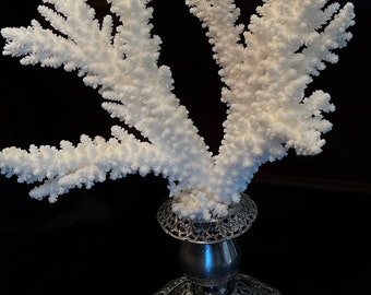 White Branch Sea Coral on Forbes Sterling Silver Base coastal decor