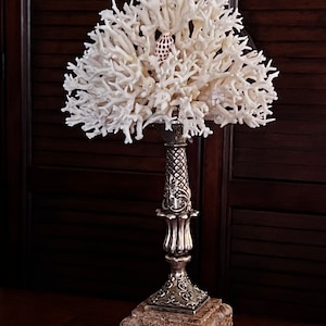 Unique Large Birds Nest Coral Centered With a 2 JUNONIA Shell Both