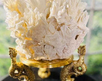 Large Lettuce Coral on a 3 Legged Brass vintage Koi Dolphin pedestal Elegant Coastal Decor