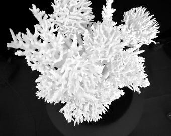 Large Sea Coral Creation  Elegant Coastal Design