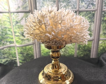 White Birds Nest Coral with Pearlized Shells on Brass Pedestal Base – Coastal Decor
