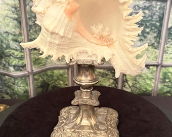 Natural Pink & White XL Murex paired with an Ornate English Silver Plated Antique Square Pedestal Elegant Coastal.