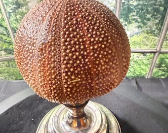 English Sea Urchin on a silver plated shiny pedestal coastal decor