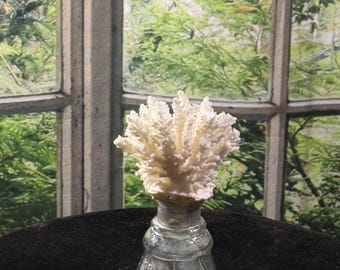 Natural White Sea Coral mounted in an Antique, Light Blue Ink Bottle. Coastal sweetness .