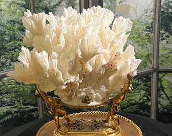 Natural Lettuce Coral with Ormolu Cherub Brass Base – Elegant Coastal Design