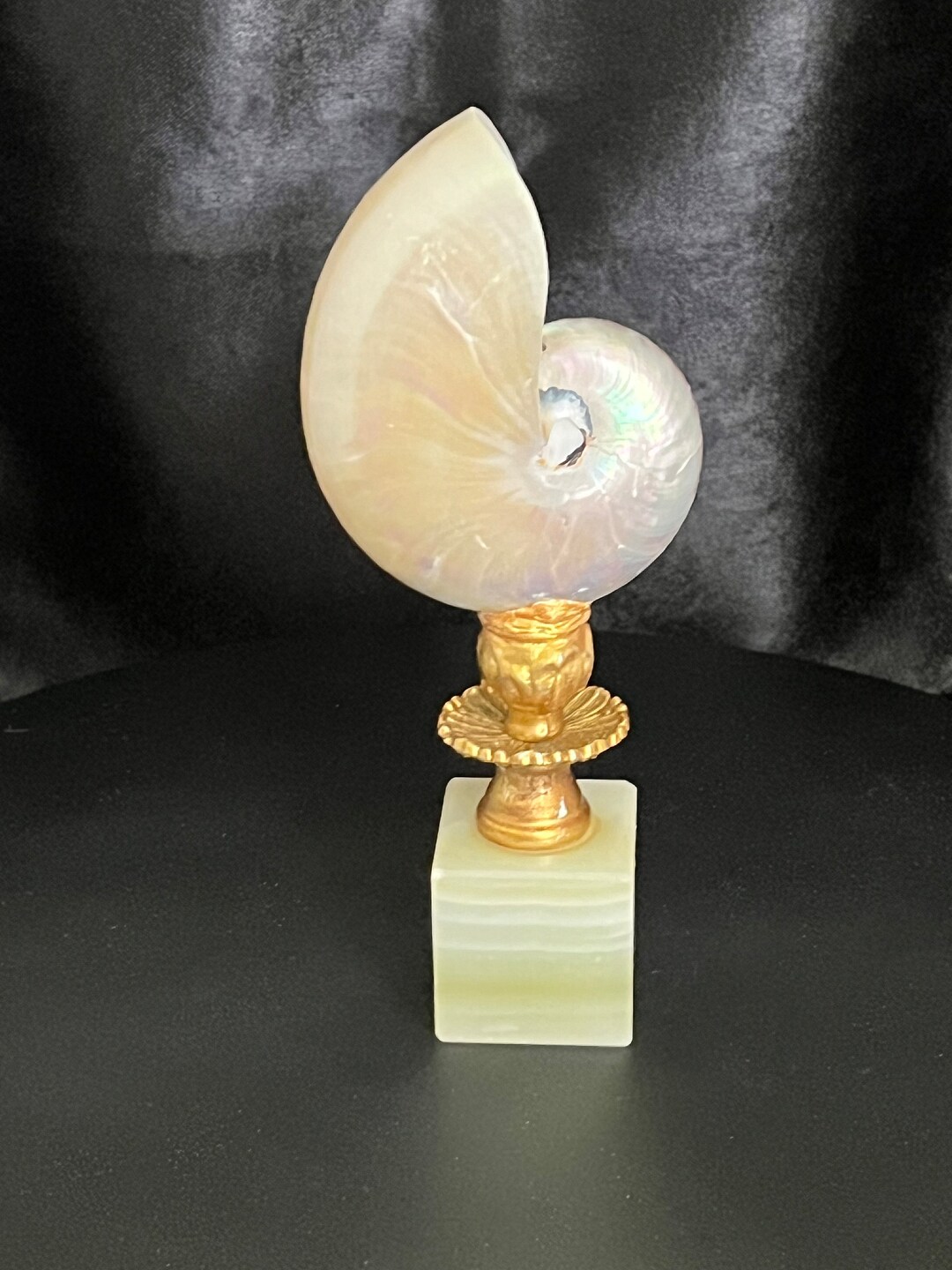 Classy Pearlized Sea Nautilus Mounted on a Marble and Gold