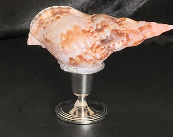 Atlantic Triton Shell on Silver Plated Stand: Coastal Decor