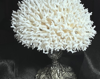 Birds Nest Coral on Godinger Silver-Plated Base