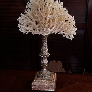 Unique Large Birds Nest Coral Centered With a 2 JUNONIA Shell Both