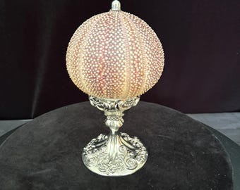 Tricolored English Sea Urchin with Silver Plated Swirl Pedestal – Coastal Design
