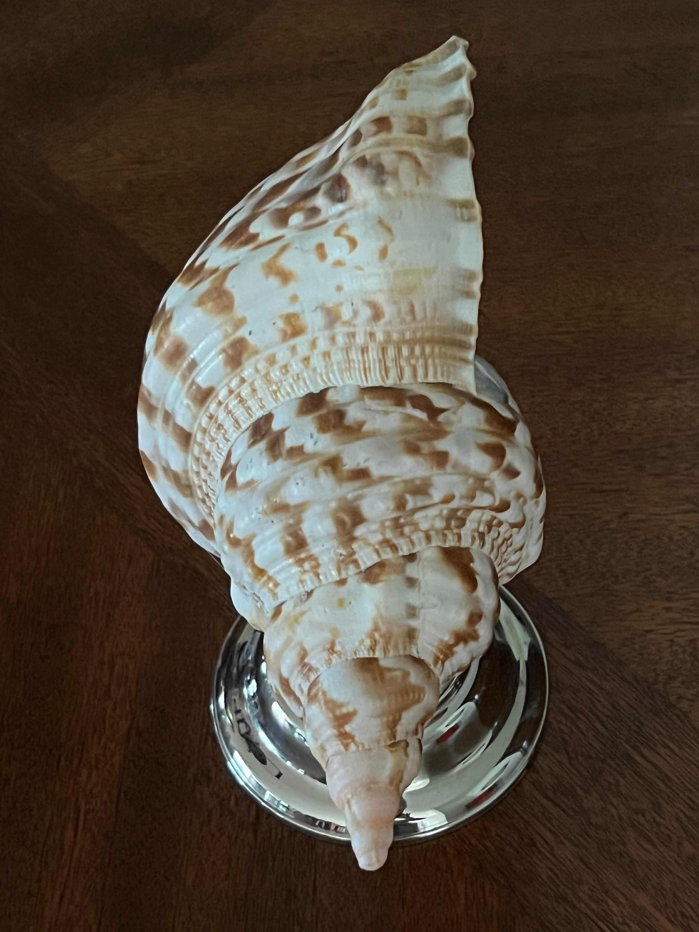 Very Large 12 Inch Triton's Trumpet Shell Beautiful Markings Mounted on ...