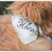 see more listings in the { Pet Wedding Bandanas } section