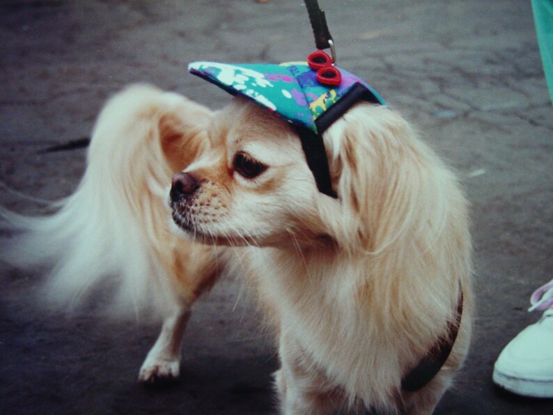 Dog Hat Budweiser Fabric,Dog Accessories Size Medium Handcrafted in the USA World Famous Kool Dog Hats Stay On