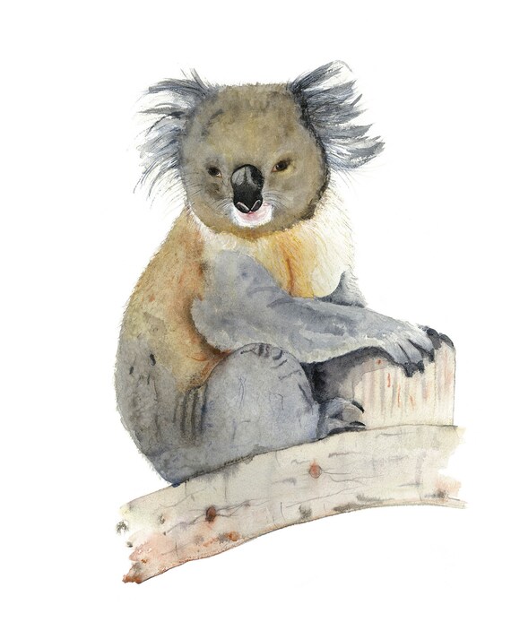 Australian Koala Print Native Animal Watercolour Painting Australia - How To Tell What Animal Is In My Wall Australia