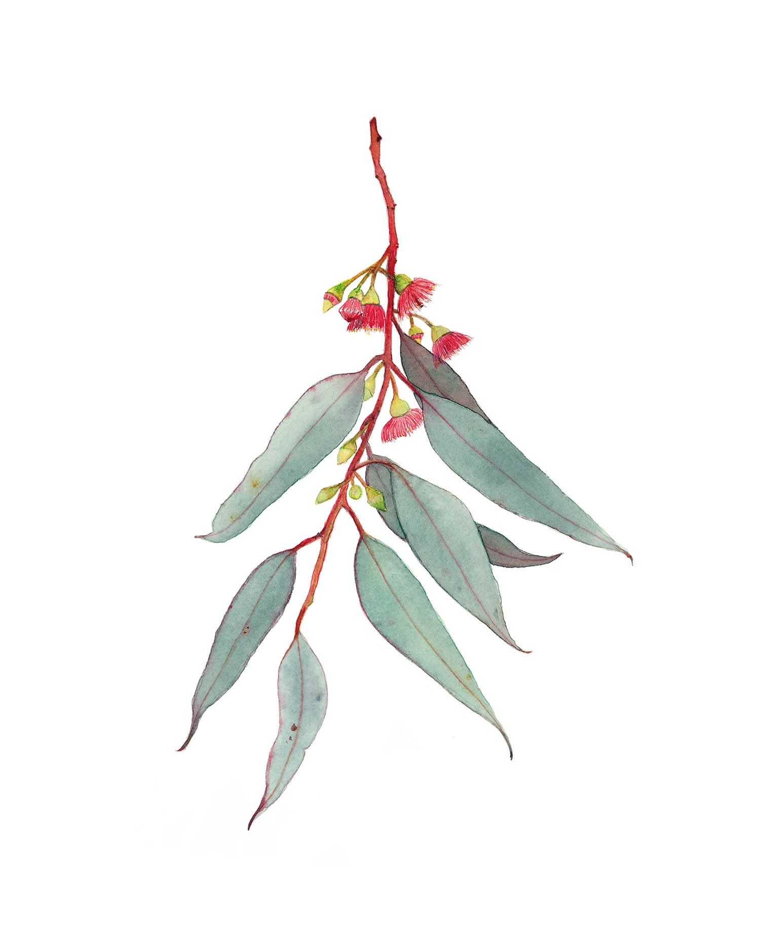 Flowering Gum 5x7 Greeting Card