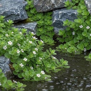 Bacopa vattenisop med vita blommor, mark- eller vattenfallsväxt (5 stjälkar per beställning)