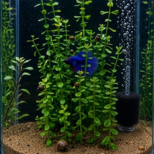May include: A cylindrical glass aquarium containing a vibrant blue betta fish swimming among tall green aquatic plants. The tank features a brown granular substrate, several small brown snails, and a black sponge filter with rising air bubbles.