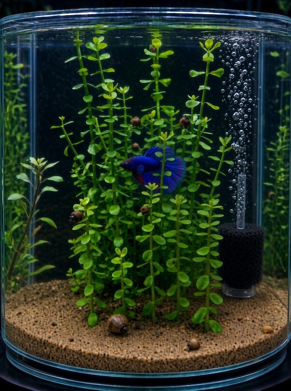 Moneywort Plant Bunch From Avery's Pond (One Bunch Of Stems Per Order) –Perfect Beginner Aquarium & Pond Plant