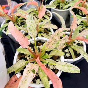 Philodendron micans - Etsy 日本