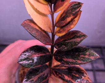 Zamioculcas Zamiifolia nera, rosso vino, tricolore variegato, steli pieni e foglie singole radicate con rizoma
